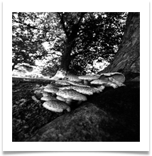 Dunham 1 - Fungii - Chris Beesley